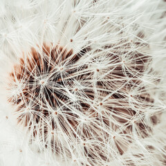 White dandelion head with seeds macro. Selective soft focus. Natural background