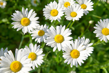 Obraz na płótnie Canvas Daisy flower on green meadow (selective DOF)