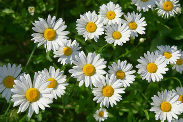 Fototapeta premium Daisy flower on green meadow (selective DOF)