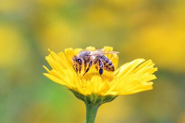 Bee - Apis mellifera - pollinates ox-eye - Thalictrum flavum