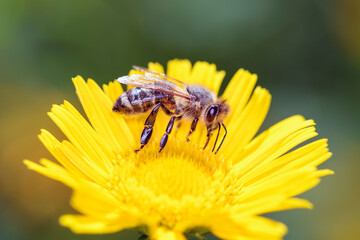 Bee - Apis mellifera - pollinates ox-eye - Thalictrum flavum