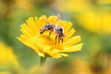 Bee - Apis mellifera - pollinates ox-eye - Thalictrum flavum
