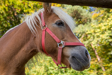 Obraz premium Brown horse in the field, brown horse portrait.