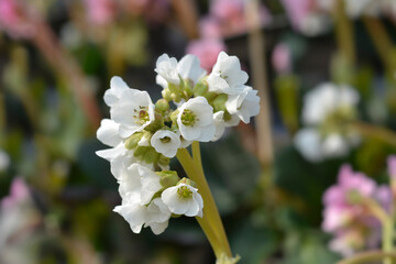 Bergenia Bressingham White