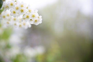 Spring abstract blurred background with a blossoming tree branch in the foreground. Spring concept.