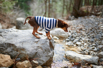 Toy Terrier in woods on rock near stream