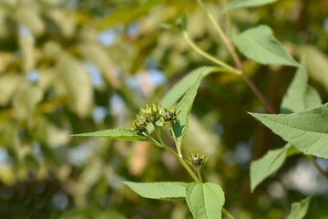Jerusalem artichoke