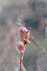 Japanese Pink Pussy Willow Mount Aso © nahhan