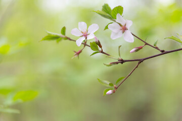 Spring abstract blurred background with a blossoming tree branch in the foreground. Spring concept.