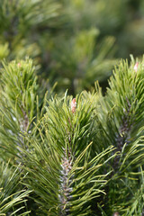 Dwarf mountain pine Mughus
