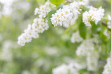 Spring abstract blurred background with a blossoming tree branch in the foreground. Spring concept.