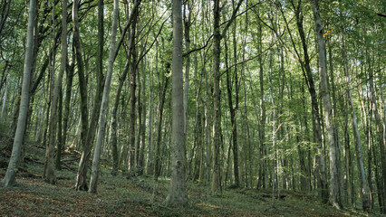 green bamboo forest