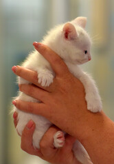 little white kitten one month old in hands