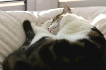 Cute tabby cat sleeping on a bed. Selective focus.