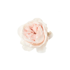beautiful pink rose flower isolated on white background. for design posters, banners and invitations