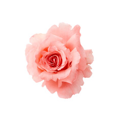 beautiful pink rose flower isolated on white background. for design posters, banners and invitations