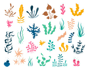 Seaweeds and corals.