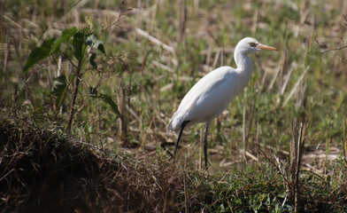 heron  sitting and watching 