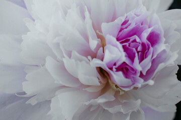 Pink delicate peony close-up. Big peony blooms in the garden