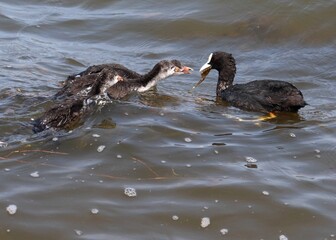 Adult Eurasian coot (Fulica atra) with its ducklings swimming and eating. Coot family feeding. Common coot holding algae in beak with its chicks reaching for the food.