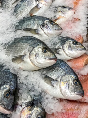 fresh delicious frozen fish on ice