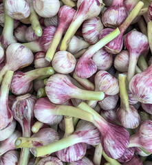 Garlic is a spicy vegetable for the health of a healthy culture