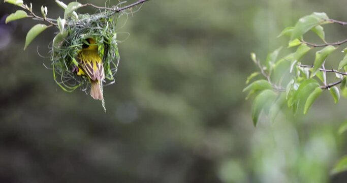 Close-up.Southern masked weaver bird building a new nest home 