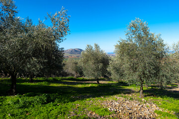 ecological olive trees on a sunny day