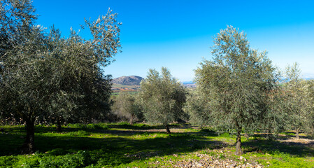 ecological olive grove in Ciudad Real
