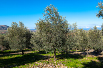 ecological olive grove in Ciudad Real