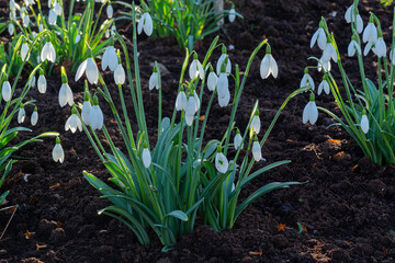Snowdrops with their white flowers growing in a garden on a cold winter's sunny day. Awakening of nature.