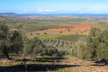 ecological olive cultivation fields of the cornicabra type