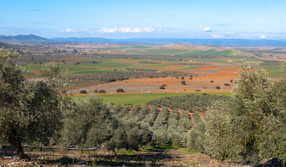 Fototapeta na wymiar Manzanares, C Real-Spain: January 10, 2020: olive groves and cultivated plains