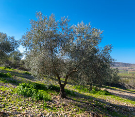 Manzanares, C Real-Spain: January 10, 2020: beautiful specimen of cornicabra type olive tree, in an ecological crop 