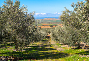 landscape of olive growing area