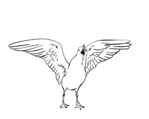 Sketch of screaming Seagull with spread wings, Hand drawn linear illustration