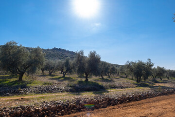 Manzanares, C Real-Spain: January 10, 2020:fields of ecological olive cultivation of the cornicabra type 