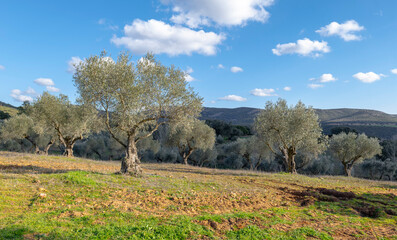 Manzanares, C Real-Spain: January 10, 2020:fields of ecological olive cultivation of the cornicabra...