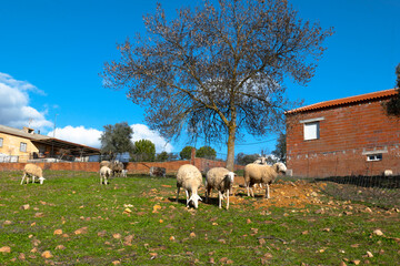sheep grazing in ecological olive groves