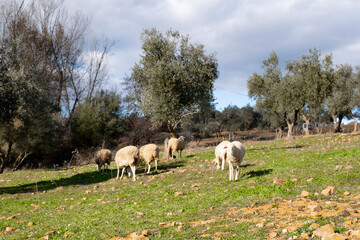 Naklejka na ściany i meble sheep grazing in ecological olive groves