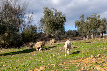 Obraz na płótnie Canvas sheep grazing in ecological olive groves
