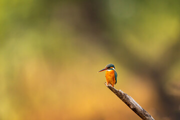 common kingfisher or Alcedo atthis small colorful bird portrait with natural green background perched on branch at keoladeo national park or bharatpur bird sanctuary rajasthan india