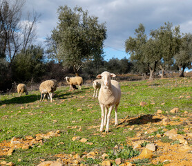 sheep looking at the camera in a field of olive trees