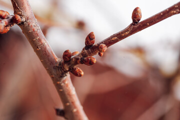 Closeup of apple tree twig with tiny unopened buds on blurry background. Nature beauty. Beginning of amazing blooming season. Time for nature lovers to take care of plants.