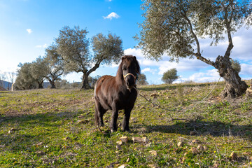 brown pony with long hair in an olive grove