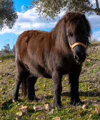 Fototapeta premium brown pony with long hair in an olive grove