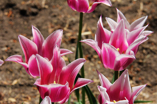Rockery Master Tulips at the Toronto ​Botanical Garden