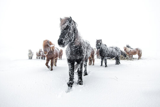 Horses in a snowstorm in Iceland