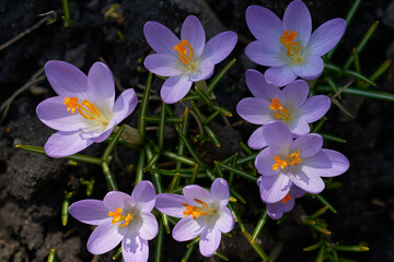 Fototapeta premium Crocus flowers on a dark natural background.