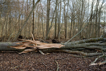 Damage forest after powerful hurricane